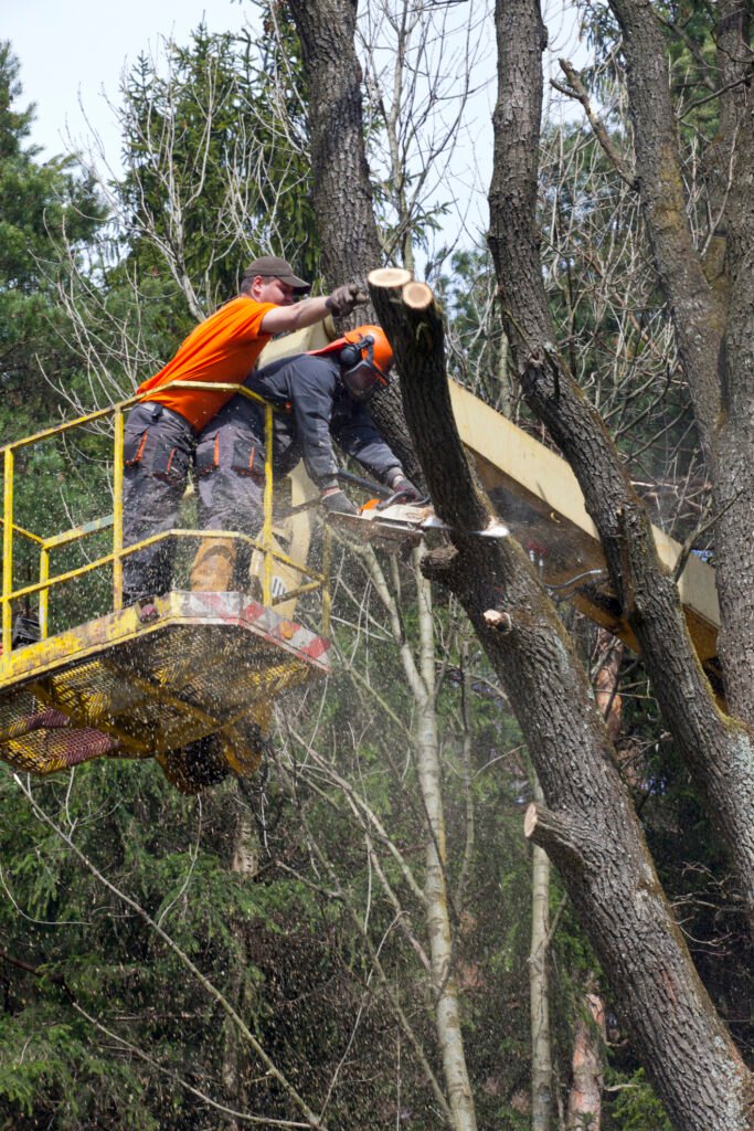 Baumpflege Baumkontrolle Cuxhaven